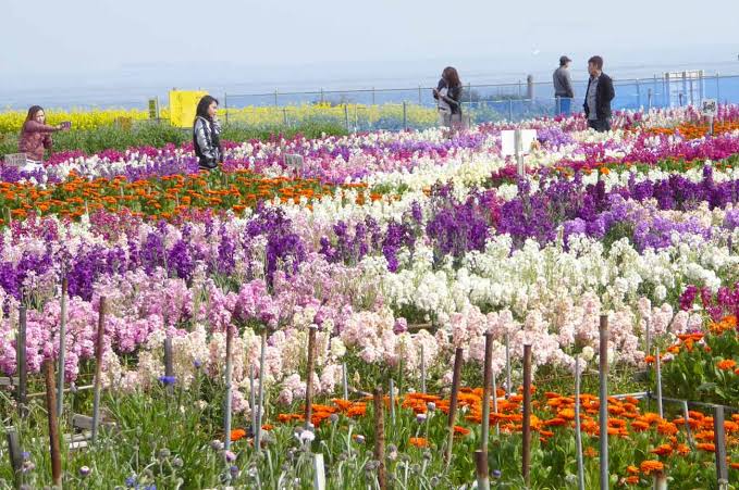 房総花摘みと特上の海鮮ランチ!!