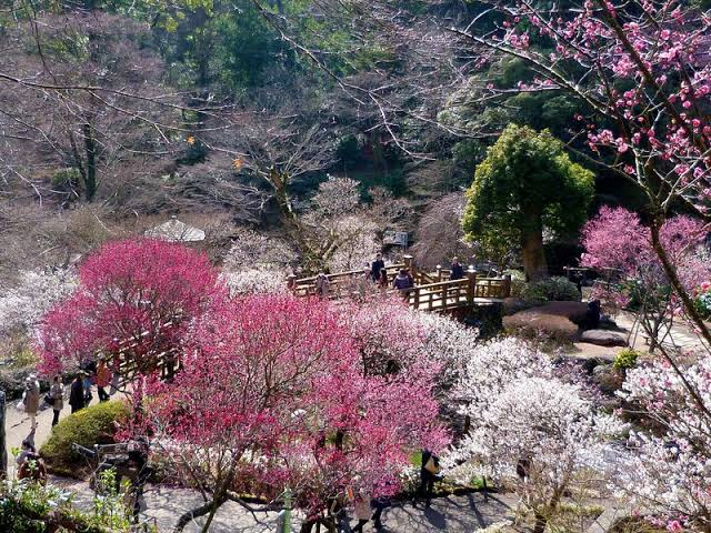 日本一早い熱海観梅と熱海桜で春を感じよう!!