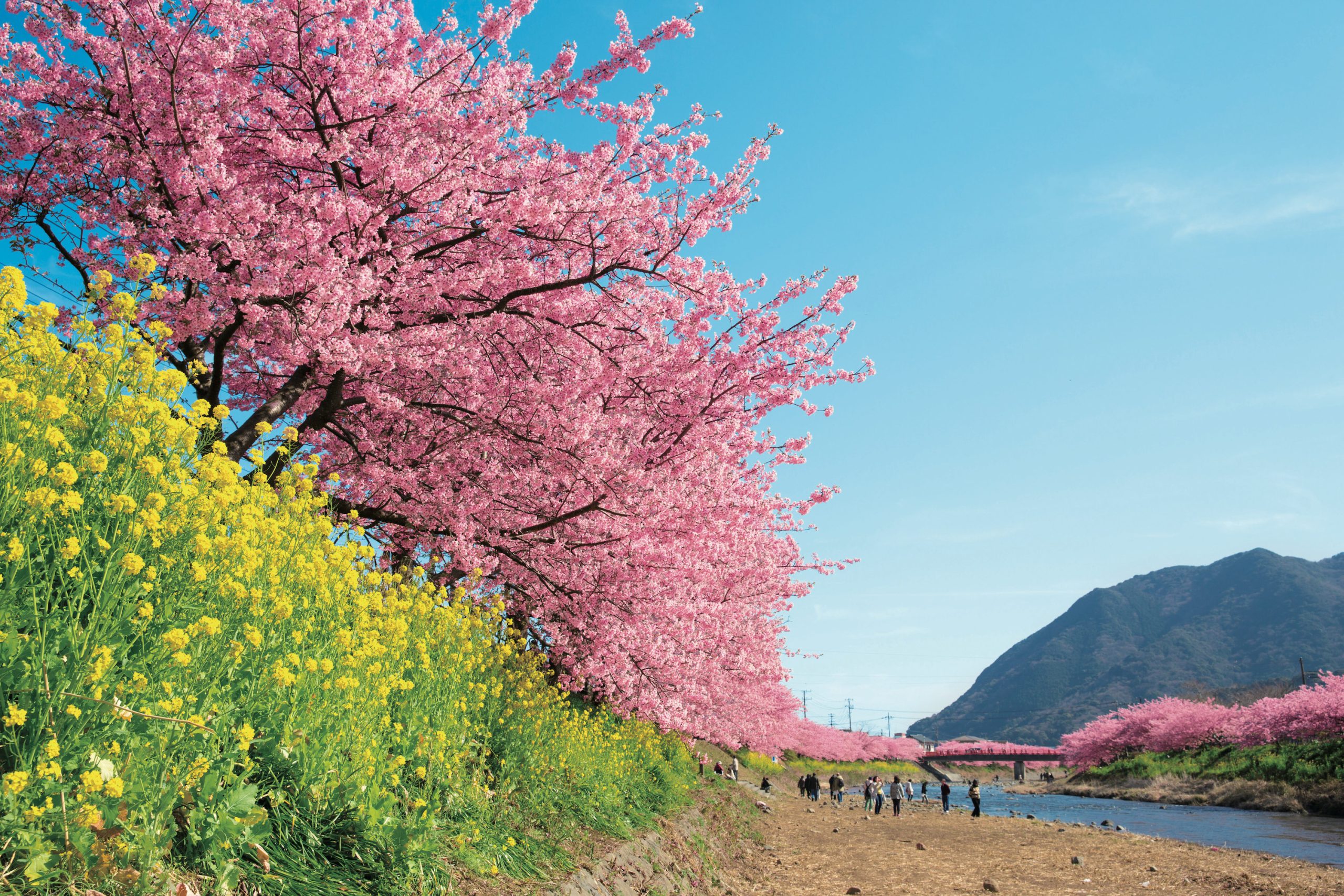 伊豆の島を眺めながら温泉三昧と河津桜の旅！！