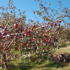 紅葉の軽井沢＆美味しいリンゴ狩りバスツアー