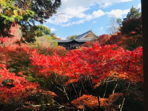 大人気！！紅葉の京都満喫の旅！！