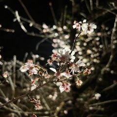 紅葉と冬桜鑑賞旅！