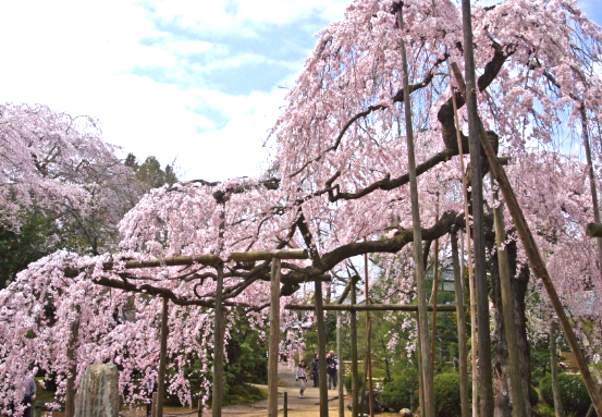 しだれ桜の水戸六地蔵寺＆常陸風土記の丘へ花めぐりのたび！！