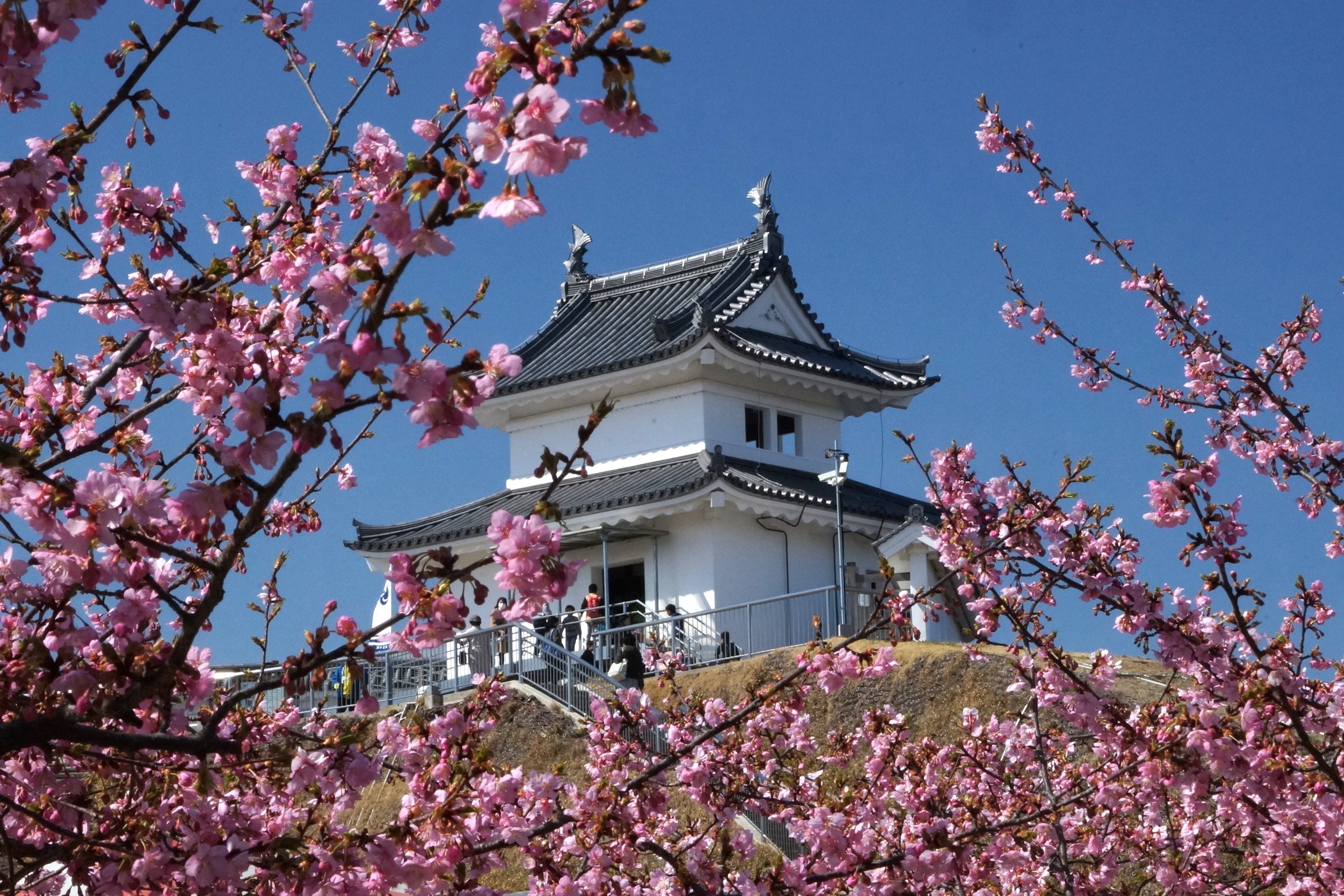 河津桜（宇都宮城址公園）とカタクリの里を訪ねるツアー！！