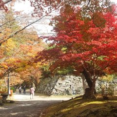 紅葉とりんご狩り！秋満喫ツアー！！
