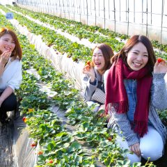 絶品いちご狩りと真壁のひなまつり散策ツアー！！
