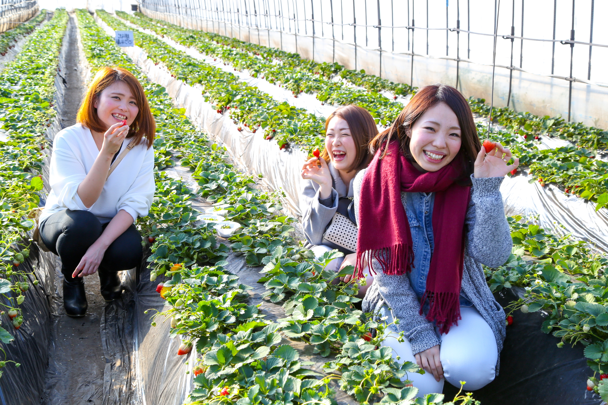 絶品いちご狩りと真壁のひなまつり散策ツアー！！