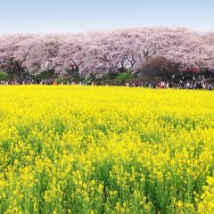 ＼地旅／季節の風物詩旅🌸幸手権現堂桜まつり&古河桃まつりツアー