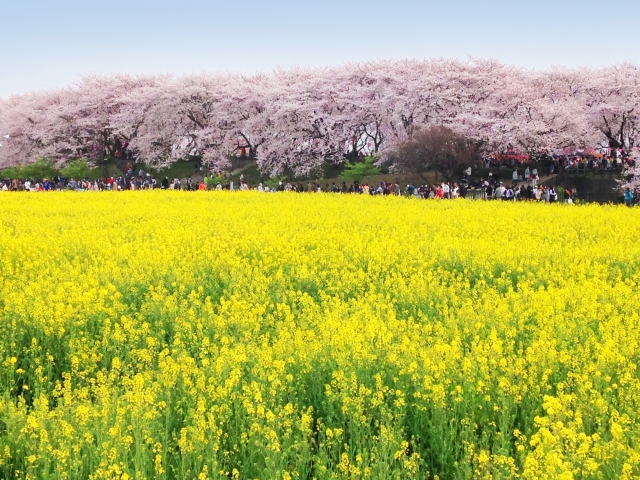 ＼地旅／季節の風物詩旅🌸幸手権現堂桜まつり&古河桃まつりツアー