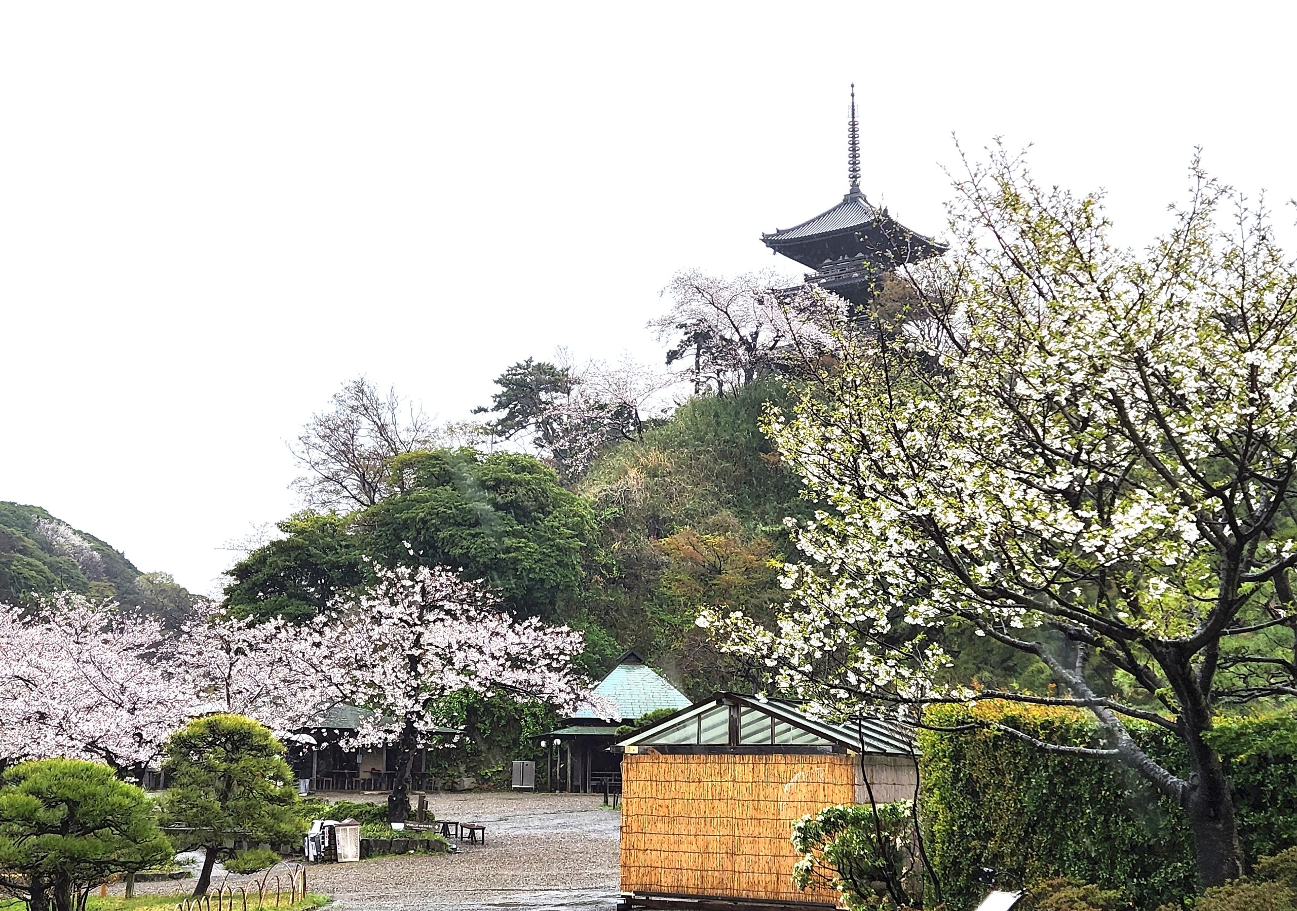 桜咲く横浜三渓園。中華街グルメランチと変面ショー!!